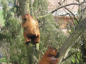 baer27
